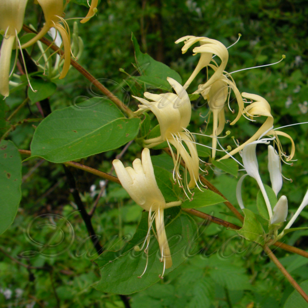 Stop And Smell The Honeysuckle Growing a Sense of Security Naturally