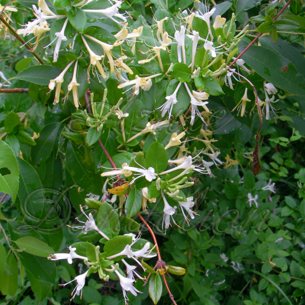 Stop And Smell The Honeysuckle Growing a Sense of Security Naturally