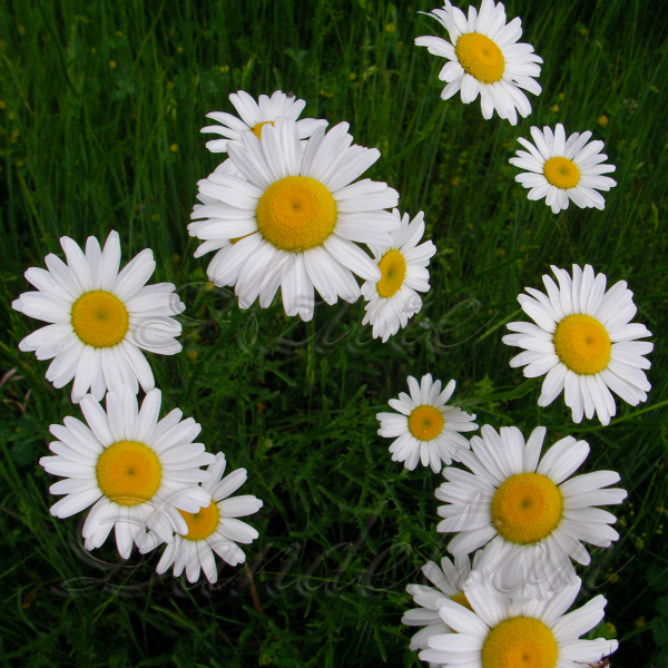 Growing Native Daisies Growing a Sense of Security Naturally