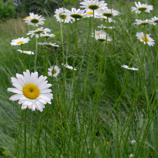 Growing Native Daisies Growing a Sense of Security Naturally