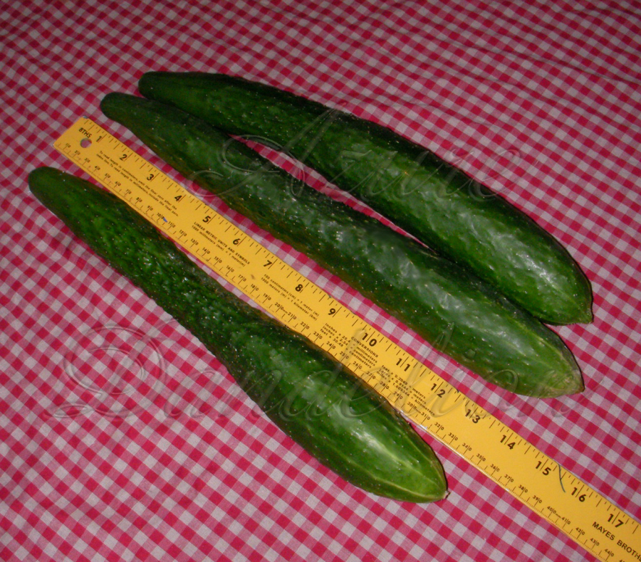 Growing Japanese Long Cucumber How they measure up. Growing a Sense