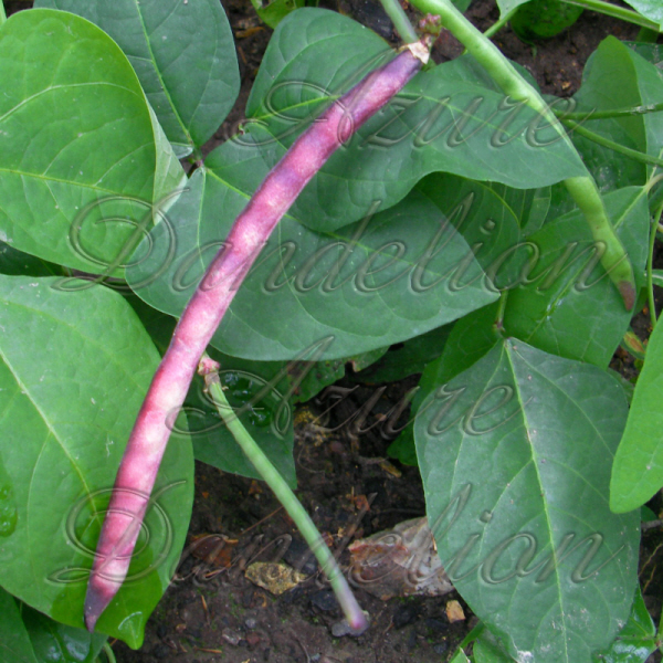 pink eyed purple hulled cowpea
