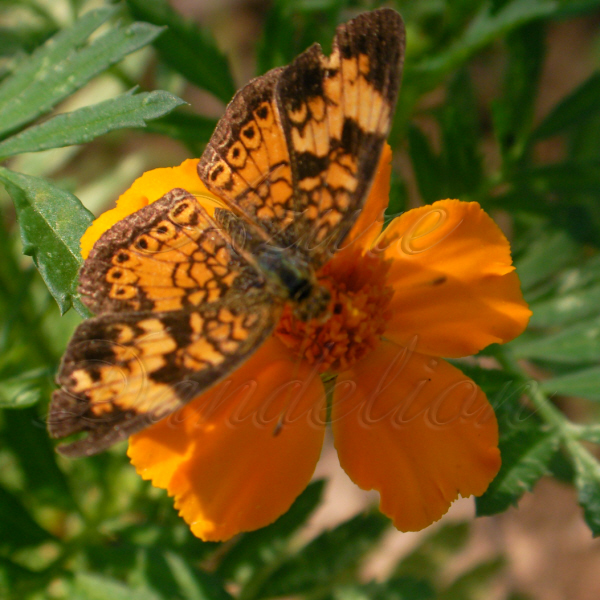 butterflyonflower1wm