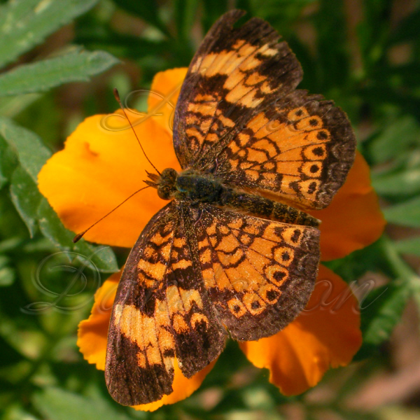 butterflyonflower2wm