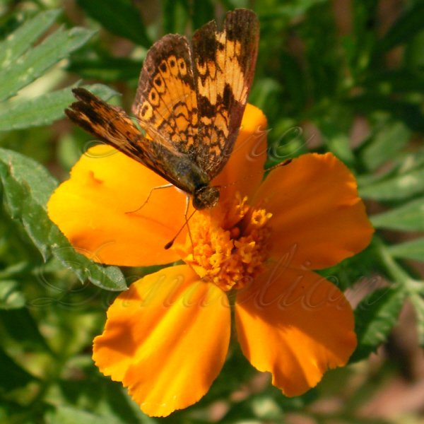 butterflyonflower3wm