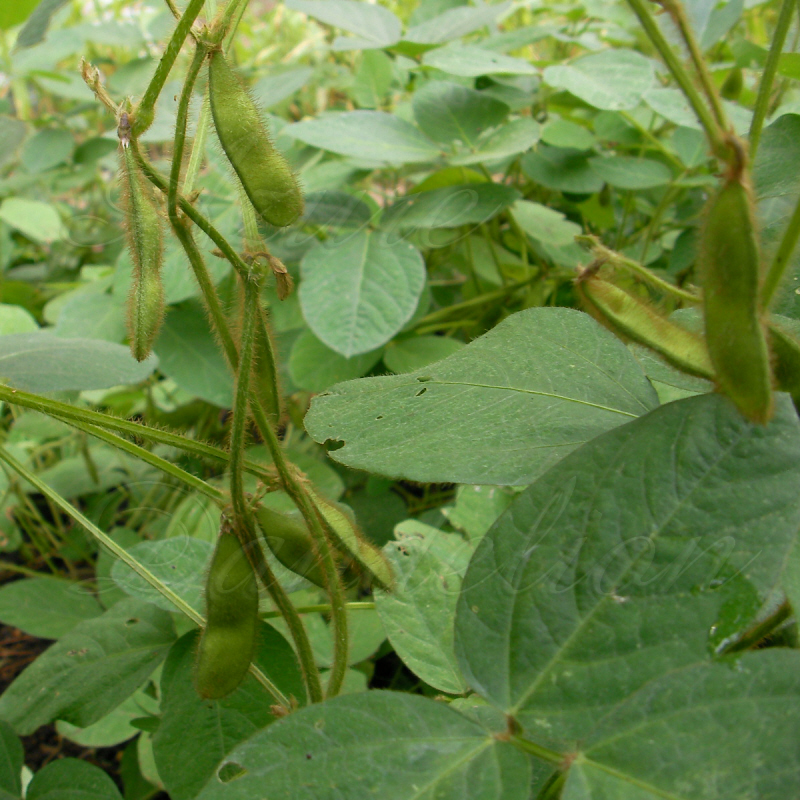 Soybeans, growing to the harvest Growing a Sense of Security Naturally