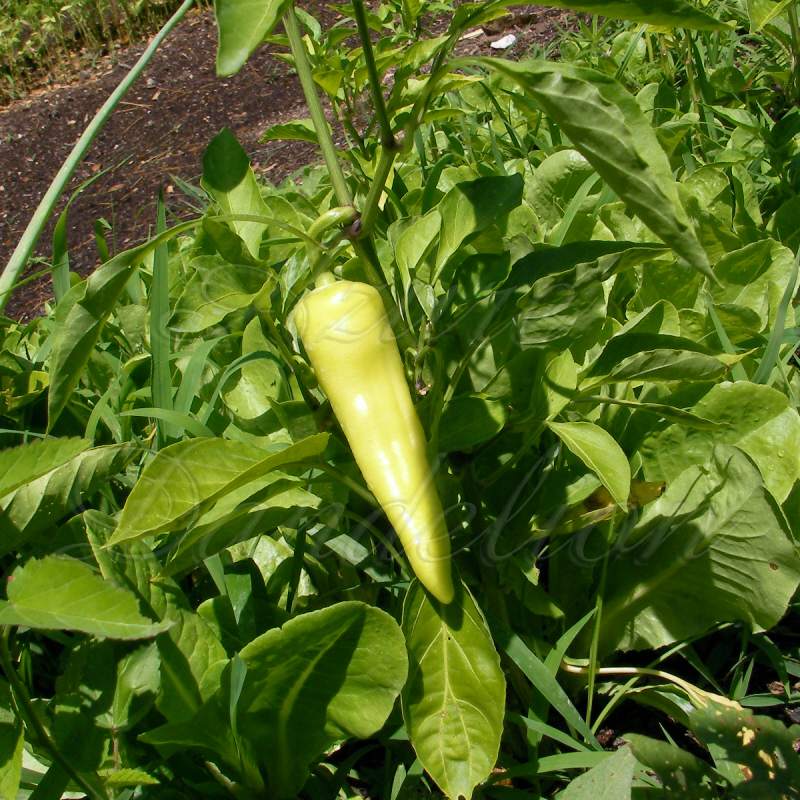 List 99+ Images When Is A Banana Pepper Ready To Pick Sharp