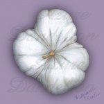 Heirloom Triamble Winter Squash Vegetable Seed Heirloom Triamble Winter Squash Vegetable Seed