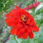 Heirloom Scarlet Flame Red Zinnia Flower Seed Heirloom Scarlet Flame Red Zinnia Flower Seed