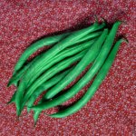 Heirloom Blue Lake Pole Bean Vegetable Seed
