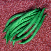 Heirloom Blue Lake Pole Bean Seed