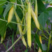 Heirloom Cherokee Wax Bean Seed
