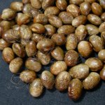Heirloom Turkey Craw Bean Vegetable Seed