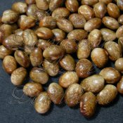 Heirloom Turkey Craw Bean Seed