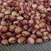 Heirloom Mayflower Bean Seed