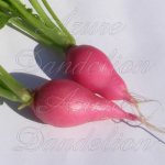 Heirloom Pink Lady Slipper Radish Vegetable Seed Heirloom Pink Lady Slipper Radish Vegetable Seed