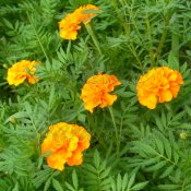 Heirloom Petite Orange Marigold Flower Seed