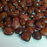 Heirloom Dixie Butterpea Speckled Lima Bean Heirloom Dixie Butterpea Speckled Lima Bean