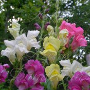 Heirloom Rain Mix Tall Snap Dragon Flower Seed