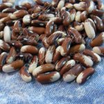 Heirloom Painted Pony Bean Vegetable Seed Heirloom Painted Pony Bean Vegetable Seed