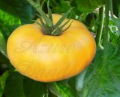 Heirloom Brandywine Yellow Tomato Seed