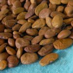 Heirloom Big Fields Brown Tepary Bean Vegetable Seed