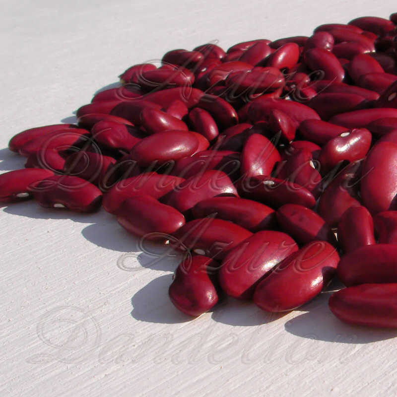 Heirloom Dark Red Kidney Bean Seeds by AzureDandelion eBay