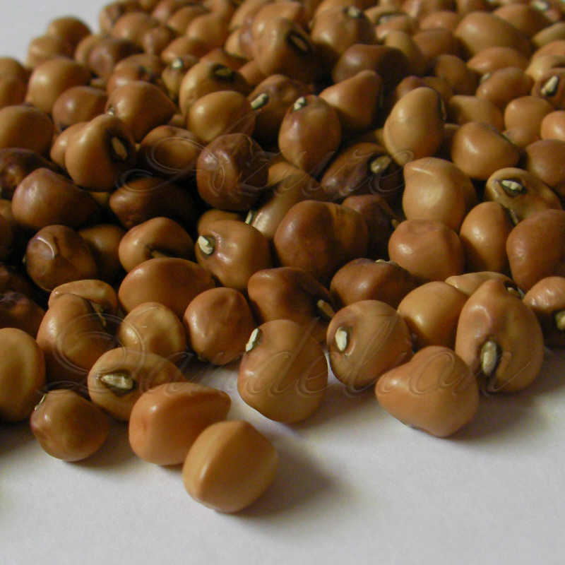 Heirloom Mississippi Silver Crowder Cowpea Seed eBay