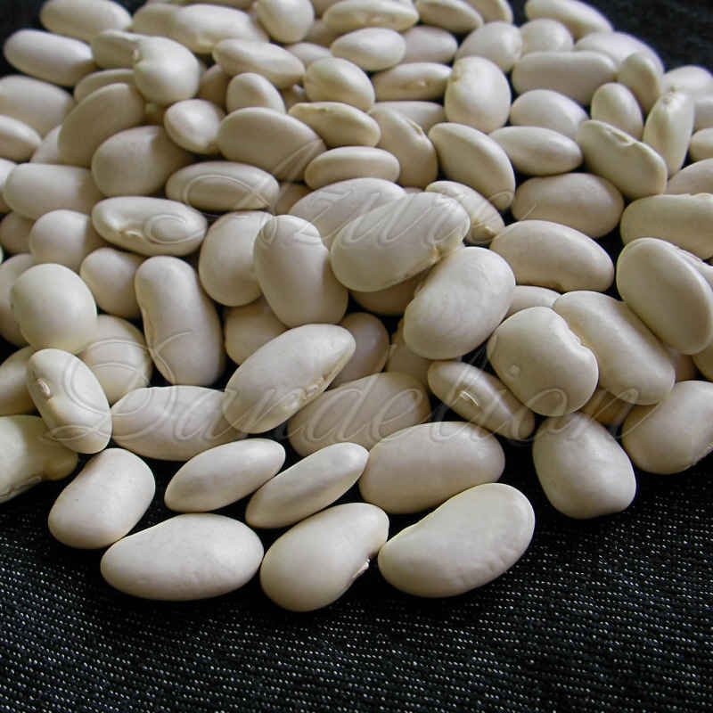 italian romano bean seeds