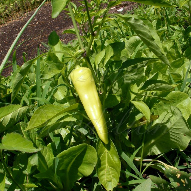 wonderful Sweet Banana Peppers – Growing a Sense of Security Naturally